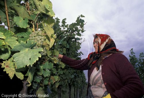 AUSTRIA - BURGENLAND - Deutschkreutz - vendemmia nelle vigne di Walter Kirnbauer