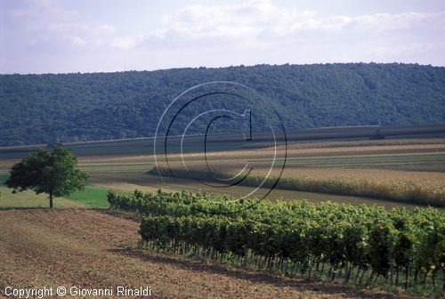 AUSTRIA - BURGENLAND - vigneti