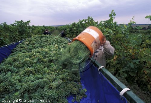 AUSTRIA - BURGENLAND - Deutschkreutz - vendemmia nelle vigne di Walter Kirnbauer