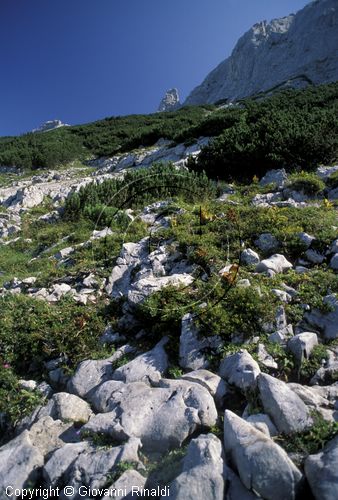 AUSTRIA - SALZKAMMERGUT (GOSAU) - salita alle Gosaukamm dal versante sud-ovest