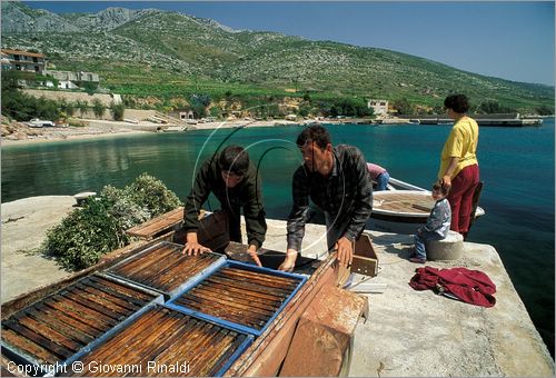 CROATIA - (Croazia) - ISOLA DI HVAR - costa meridionale presso Zavala - trasporto del miele di Scedro