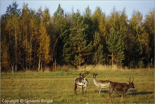 FINLAND - FINLANDIA - paesaggio con renne sulla strada tra Rello e Rovaniemi