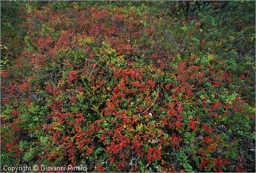 FINLAND - FINLANDIA - particolare della vegetazione