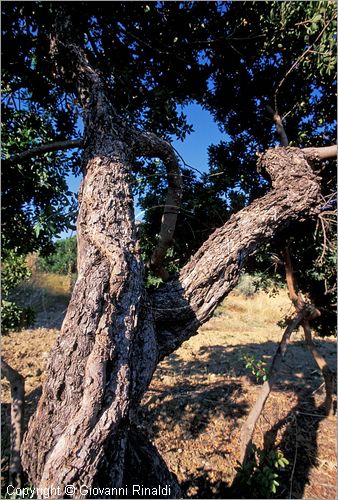 GREECE - CHIOS ISLAND (GRECIA - ISOLA DI CHIOS) - albero di lentisco da cui si estrae al resina "mastica"