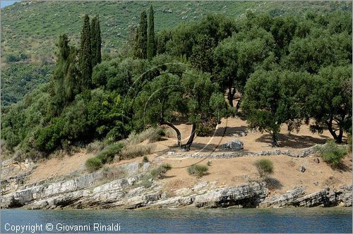 GRECIA - GREECE - Isole Ionie - Ionian Islans - Corf (Krkyra) - uliveti sulla costa est presso Ay Stefanos