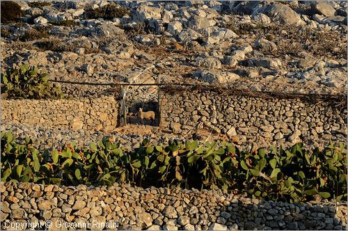 GRECIA - GREECE - Isole Cicladi - Levitha