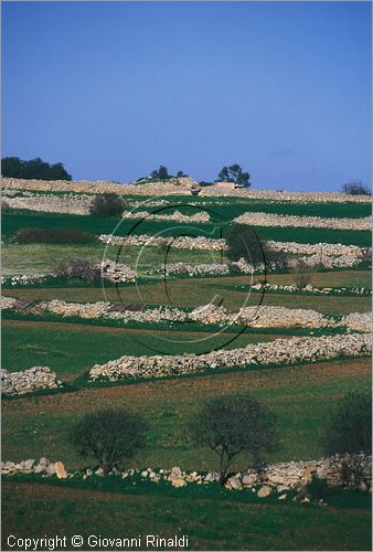 MALTA - MALTA ISLAND - campagna presso Zurrieq