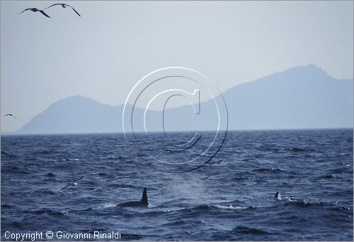 NORVEGIA - ISOLE VESTERALEN (Norway - Vesteralen) - Isola di Andoya - orche nel mare a nord-ovest di Andenes