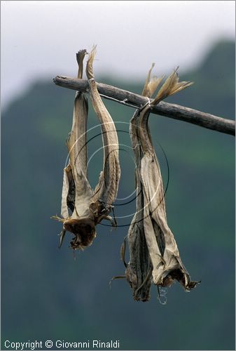 NORVEGIA - ISOLE VESTERALEN (Norway - Vesteralen) - stoccafisso - merluzzo essiccato all'aria