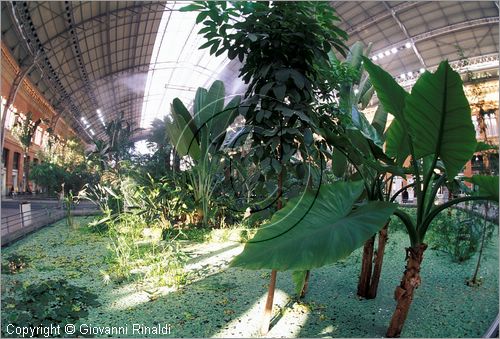 SPAIN - SPAGNA - MADRID - Stazione di Atocha - microclima tropicale