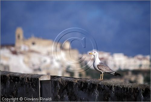 SPAIN - BALEARES MENORCA (Balearic - Minorca island) - gabbiano