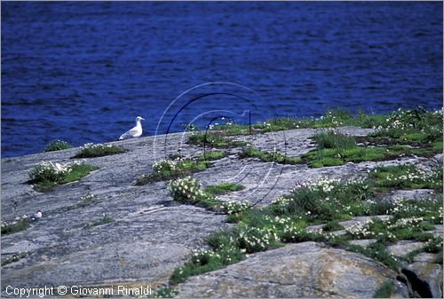 SWEDEN - Skargardens - SVEZIA - Arcipelago di Stoccolma -isola di Husaro