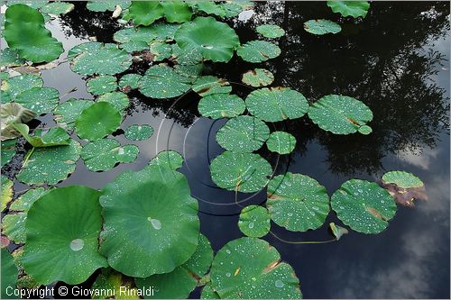 ITALY - MARTA (VT) - Giardino della Cannara - ricavato dai coniugi Mirella e Massimo Faggiani intorno alla loro casa, un'antica peschiera sul fiume Marta forse di origine etrusca.
ninfee