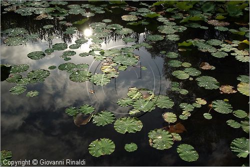 ITALY - MARTA (VT) - Giardino della Cannara - ricavato dai coniugi Mirella e Massimo Faggiani intorno alla loro casa, un'antica peschiera sul fiume Marta forse di origine etrusca.
ninfee