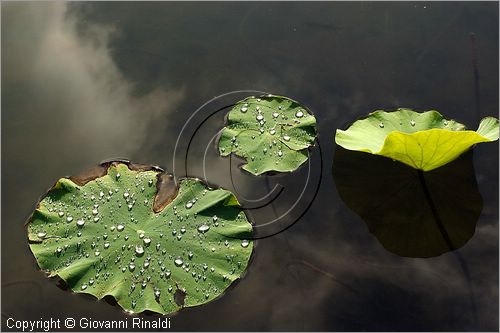 ITALY - MARTA (VT) - Giardino della Cannara - ricavato dai coniugi Mirella e Massimo Faggiani intorno alla loro casa, un'antica peschiera sul fiume Marta forse di origine etrusca.
ninfee