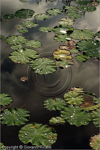 ITALY - MARTA (VT) - Giardino della Cannara - ricavato dai coniugi Mirella e Massimo Faggiani intorno alla loro casa, un'antica peschiera sul fiume Marta forse di origine etrusca.
ninfee