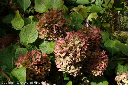 ITALY - MARTA (VT) - Giardino della Cannara - ricavato dai coniugi Mirella e Massimo Faggiani intorno alla loro casa, un'antica peschiera sul fiume Marta forse di origine etrusca. ortensie