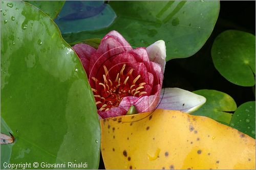 ITALY - MARTA (VT) - Giardino della Cannara - ricavato dai coniugi Mirella e Massimo Faggiani intorno alla loro casa, un'antica peschiera sul fiume Marta forse di origine etrusca.
ninfee