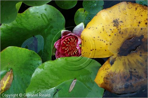 ITALY - MARTA (VT) - Giardino della Cannara - ricavato dai coniugi Mirella e Massimo Faggiani intorno alla loro casa, un'antica peschiera sul fiume Marta forse di origine etrusca.
ninfee