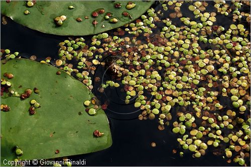 ITALY - MARTA (VT) - Giardino della Cannara - ricavato dai coniugi Mirella e Massimo Faggiani intorno alla loro casa, un'antica peschiera sul fiume Marta forse di origine etrusca.
piante acquatiche