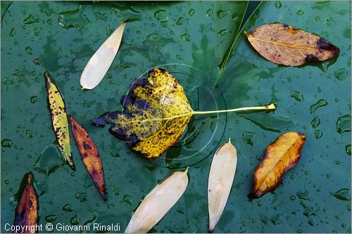 ITALY - MARTA (VT) - Giardino della Cannara - ricavato dai coniugi Mirella e Massimo Faggiani intorno alla loro casa, un'antica peschiera sul fiume Marta forse di origine etrusca.
piante acquatiche