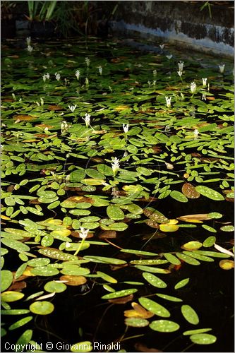 ITALY - MARTA (VT) - Giardino della Cannara - ricavato dai coniugi Mirella e Massimo Faggiani intorno alla loro casa, un'antica peschiera sul fiume Marta forse di origine etrusca.
piante acquatiche