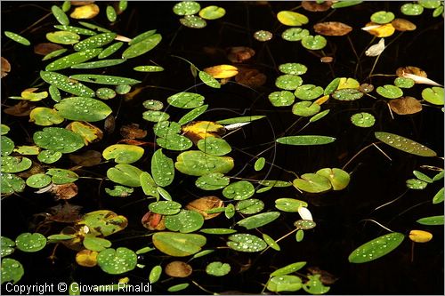 ITALY - MARTA (VT) - Giardino della Cannara - ricavato dai coniugi Mirella e Massimo Faggiani intorno alla loro casa, un'antica peschiera sul fiume Marta forse di origine etrusca.
piante acquatiche