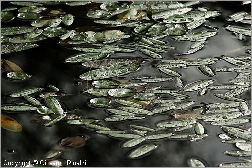 ITALY - MARTA (VT) - Giardino della Cannara - ricavato dai coniugi Mirella e Massimo Faggiani intorno alla loro casa, un'antica peschiera sul fiume Marta forse di origine etrusca.
piante acquatiche