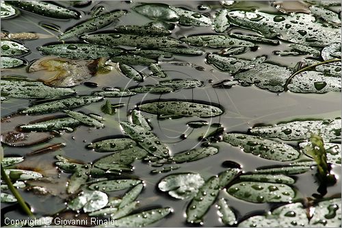 ITALY - MARTA (VT) - Giardino della Cannara - ricavato dai coniugi Mirella e Massimo Faggiani intorno alla loro casa, un'antica peschiera sul fiume Marta forse di origine etrusca.
piante acquatiche