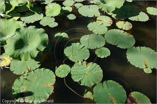 ITALY - MARTA (VT) - Giardino della Cannara - ricavato dai coniugi Mirella e Massimo Faggiani intorno alla loro casa, un'antica peschiera sul fiume Marta forse di origine etrusca. ninfee