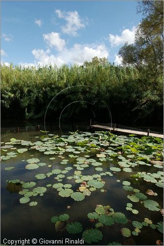 ITALY - MARTA (VT) - Giardino della Cannara - ricavato dai coniugi Mirella e Massimo Faggiani intorno alla loro casa, un'antica peschiera sul fiume Marta forse di origine etrusca. ninfee