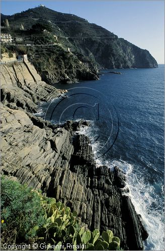 ITALY - LIGURIA - CINQUE TERRE (SP) - tratto di costa tra Manarola e Riomaggiore