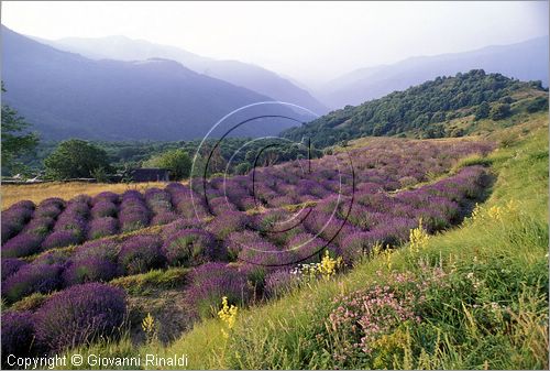 ITALY - LIGURIA - PASSO DELLA TEGLIA (IM) - coltivazioni di lavanda