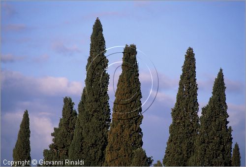 ITALY - TUSCANY - TOSCANA - (Bolgheri) (LI) - cipressi