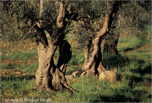 ITALY - TUSCANY - TOSCANA - (Bolgheri) (LI) - uliveto