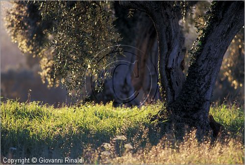 ITALY - TUSCANY - TOSCANA - (Bolgheri) (LI) - uliveto