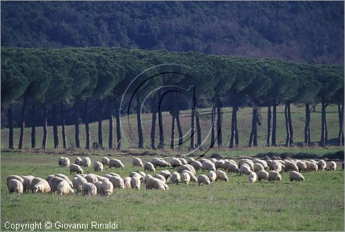 ITALY - TUSCANY - TOSCANA - VAL DI CORNIA (LI)