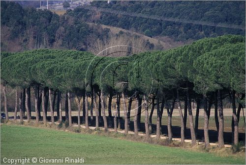 ITALY - TUSCANY - TOSCANA - VAL DI CORNIA (LI)