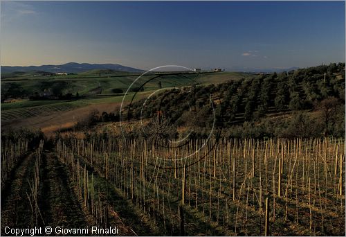 ITALY - TUSCANY - TOSCANA - Castellina Marittima (PI) - paesaggio nella campagna circostante