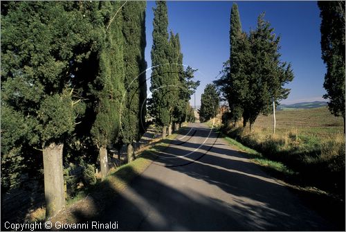 ITALY - TUSCANY - TOSCANA - Montegemoli (PI) - un viale di cipressi