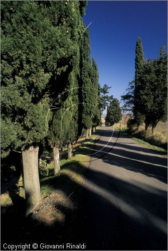 ITALY - TUSCANY - TOSCANA - Montegemoli (PI) - un viale di cipressi