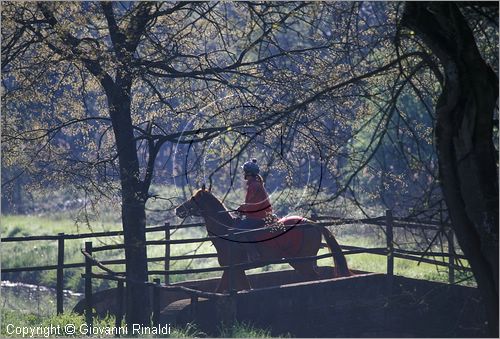 ITALY - TUSCANY - TOSCANA - (Pisa) (PI) - TENUTA DI SAN ROSSORE - Parco Migliarino San Rossore Massaciucoli - zone umide dette "lame"