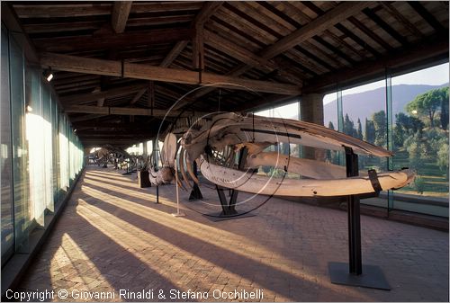 ITALY - CALCI (PI) - Museo di Storia Naturale e del Territorio nella Certosa di Calci - Galleria dei cetacei