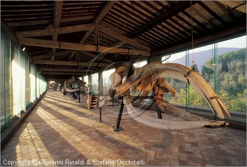 ITALY - CALCI (PI) - Museo di Storia Naturale e del Territorio nella Certosa di Calci - Galleria dei cetacei