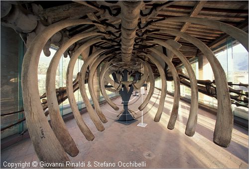 ITALY - CALCI (PI) - Museo di Storia Naturale e del Territorio nella Certosa di Calci - Galleria dei cetacei