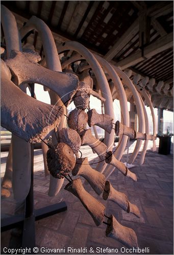 ITALY - CALCI (PI) - Museo di Storia Naturale e del Territorio nella Certosa di Calci - Galleria dei cetacei