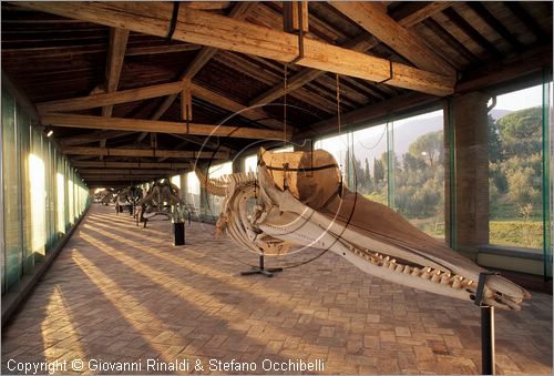 ITALY - CALCI (PI) - Museo di Storia Naturale e del Territorio nella Certosa di Calci - Galleria dei cetacei