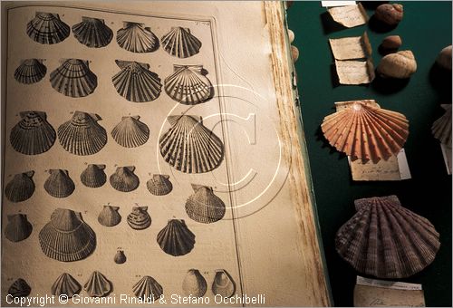 ITALY - CALCI (PI) - Museo di Storia Naturale e del Territorio nella Certosa di Calci - Galleria storica - collezione Gualtieri