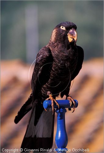 ITALY - CALCI (PI) - Museo di Storia Naturale e del Territorio nella Certosa di Calci - collezione di uccelli