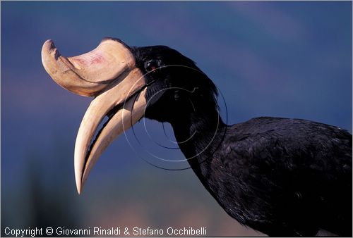 ITALY - CALCI (PI) - Museo di Storia Naturale e del Territorio nella Certosa di Calci - collezione di uccelli